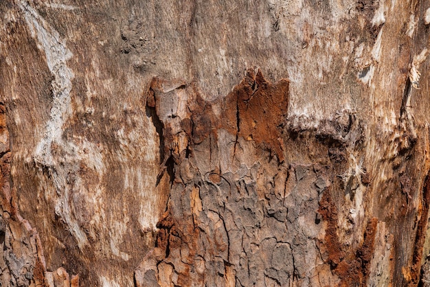 Tronc d'arbre avec écorce pelée