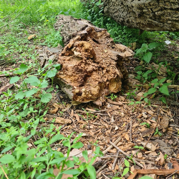 Un tronc d'arbre est dans l'herbe et porte un gros morceau d'écorce.