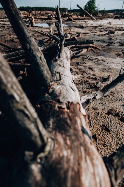 Un tronc d'arbre est sur la plage avec le soleil qui brille dessus.