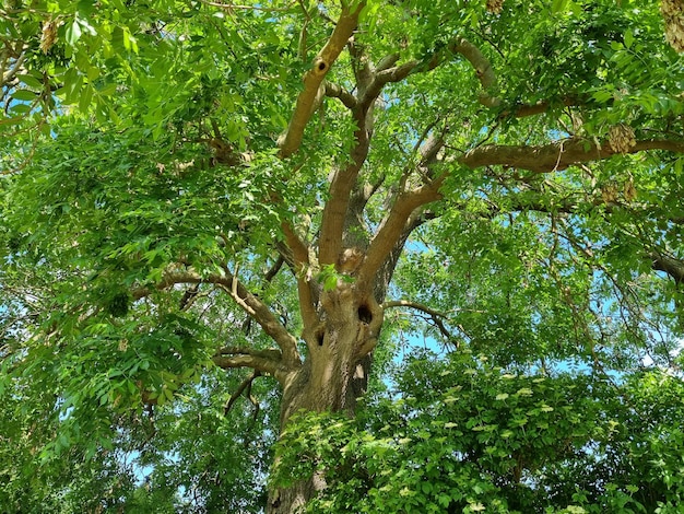 Tronc d'arbre d'été