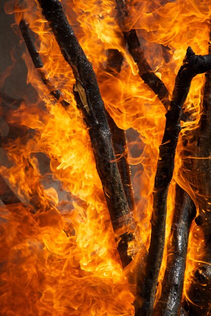 Photo le tronc d'un arbre en feu dans la forêt