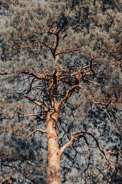 Tronc d'arbre. Forêt de conifères. Journée ensoleillée. Vents magnifiques. Motif naturel. Vue d'en bas.