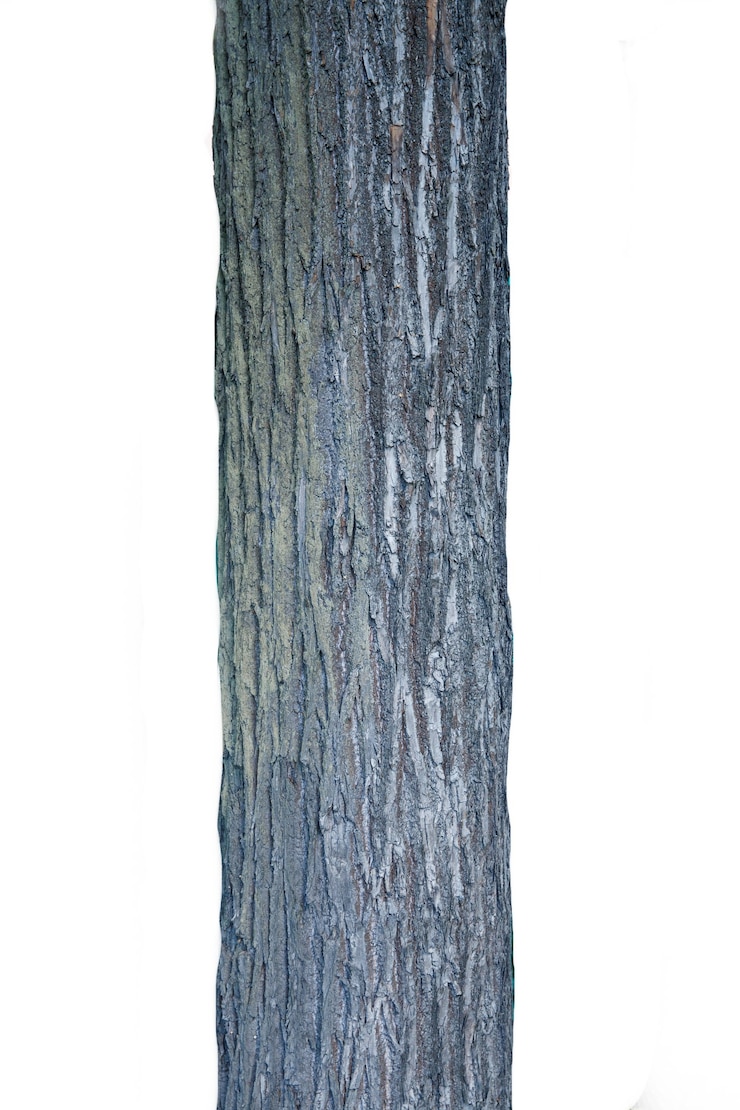 Photo tronc d'arbre gris isolé sur fond blanc