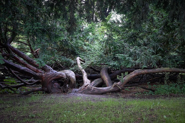 Tronc d'arbre inhabituel dans la forêt verte