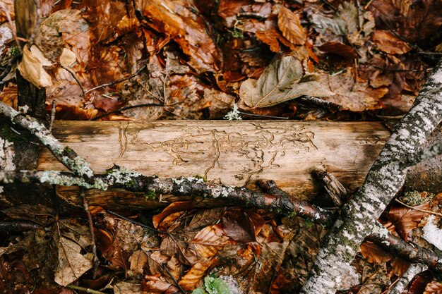 Tronc d'arbre mangé par les scolytes à feuillage brun biogradska gora monténégro