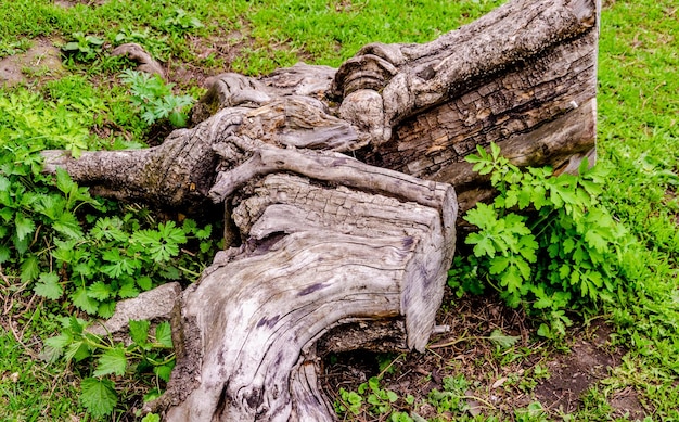 Un tronc d'arbre avec le mot arbre dessus