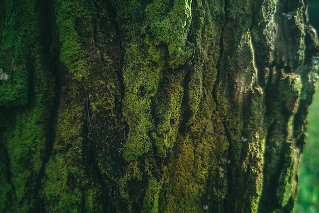 Un tronc d'arbre avec de la mousse dessus