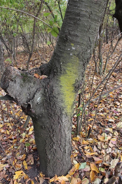 Un tronc d'arbre avec de la mousse qui pousse dessus