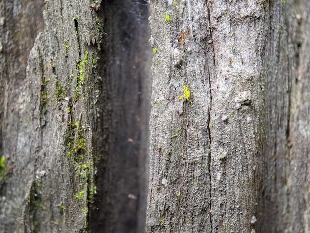 Un tronc d'arbre avec de la mousse verte dessus