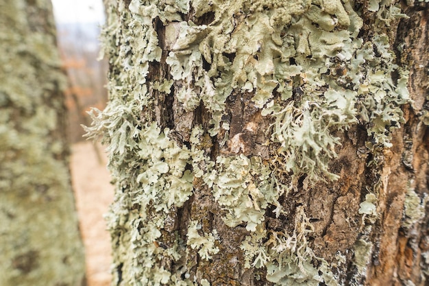 Tronc d&#39;arbre avec de la mousse