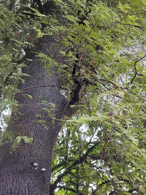 Tronc d'arbre moussu dans une forêt luxurianteScène de nature tranquille