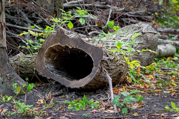 Photo tronc d'arbre avec un noyau pourri vide dans une vieille forêt dense_