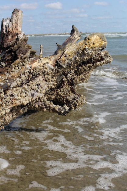 Un tronc d'arbre sur une plage