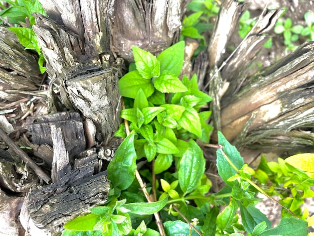 Un tronc d'arbre avec une plante verte qui en sort