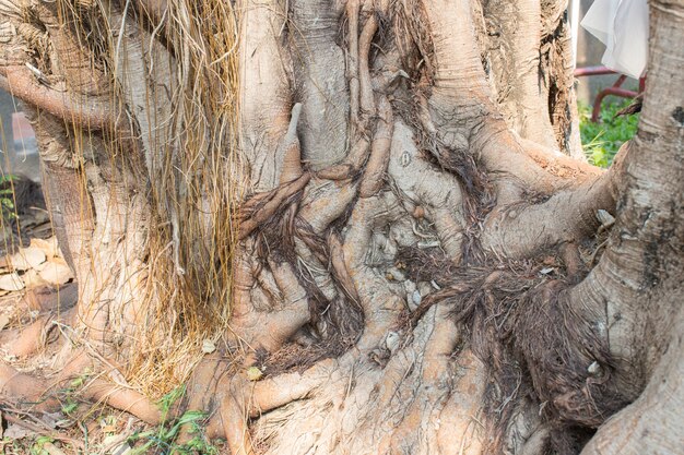 Tronc d'arbre racine