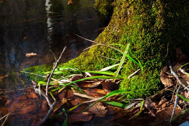 Tronc d'arbre recouvert de mousse verte