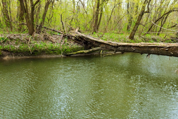 Tronc d'arbre tombé comme pont au-dessus d'une rivière dans la forêt verte