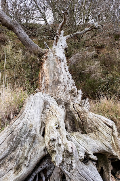 Tronc d'arbre tombé érodé