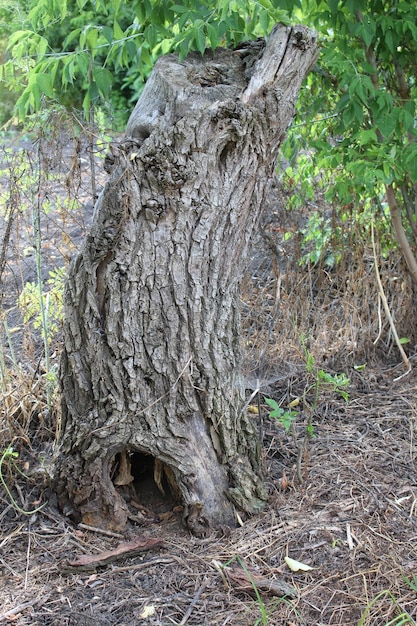 Un tronc d'arbre avec un trou dedans