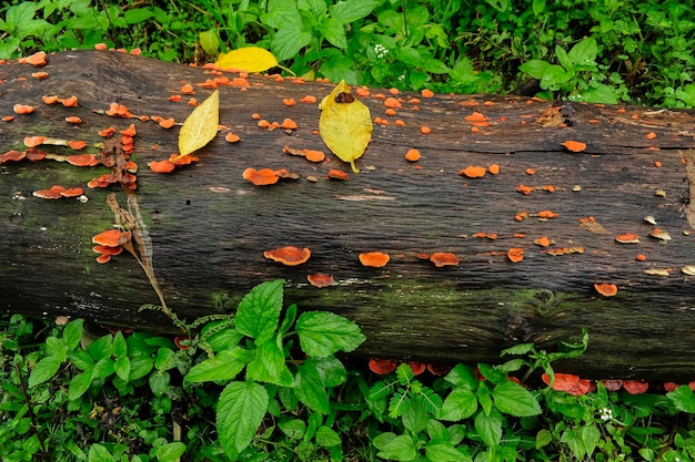 Tronc aux champignons dans la forêt tropicale