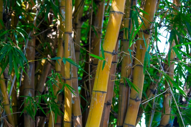 Tronc de bambou en forme de roseau creux. Détail d'un arbre de bambou La forêt de bambous japonais dans la journée ensoleillée est un type de plante herbacée. La petite plante de troncs de bambou a des branches proéminentes et des feuilles de roseau