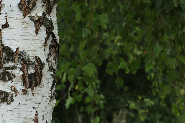 Le tronc blanc de bouleau sur le fond des feuilles