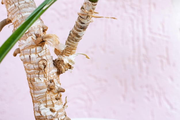 Tronc blanc de plante d'intérieur se bouchent