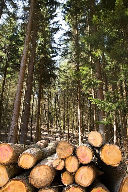 Tronc de bois coupé en forêt dans le concept industriel de la nature