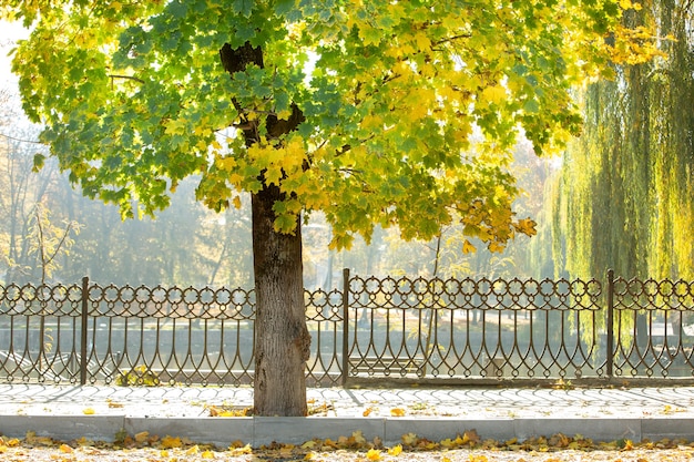 Tronc en bois d'un grand arbre avec des feuilles jaunes tombées en automne parc.