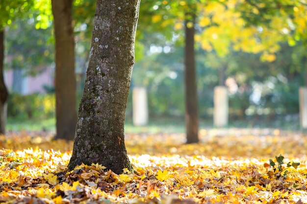 Tronc en bois d'un grand arbre avec des feuilles jaunes tombées en automne parc.