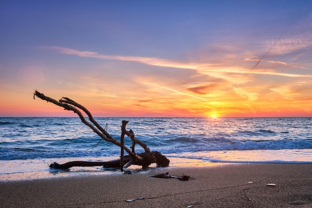 Photo tronc de bois ld accrocher dans l'eau à la plage sur beau coucher de soleil