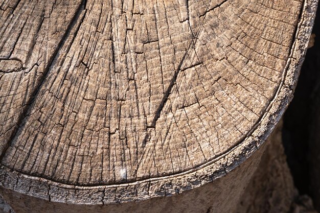 Photo tronc de bois sec dans une texture de bois de parc