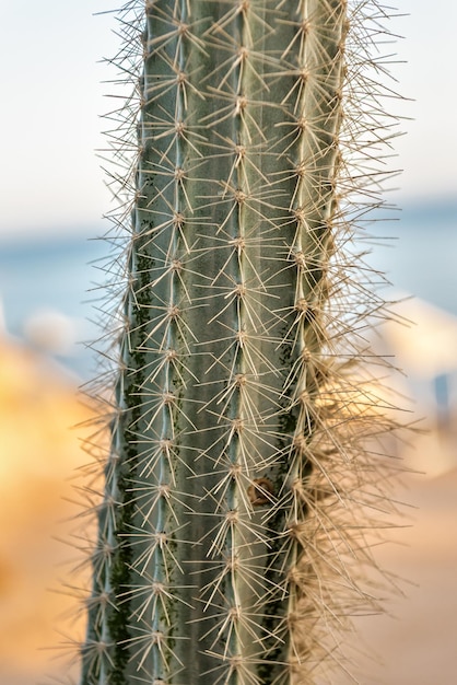 Tronc de cactus avec aiguilles