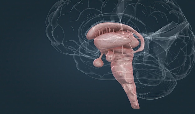 Le tronc cérébral est la partie postérieure en forme de tige du cerveau qui relie le cerveau à la moelle épinière