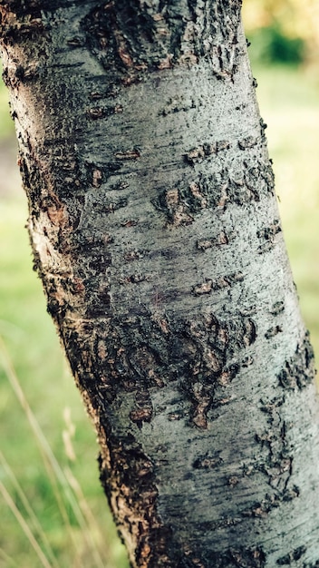 Tronc d'un cerisier sur fond d'herbe verte