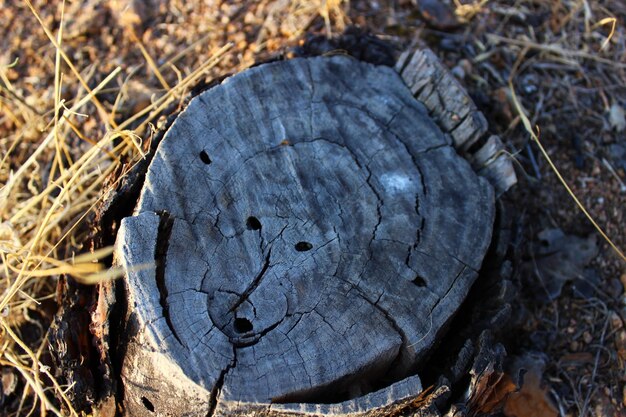 Photo le tronc derrière un arbre coupé