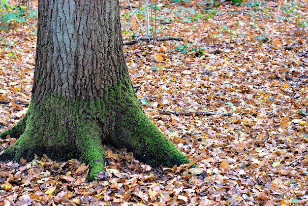 Tronc d&#39;un grand arbre sur un fond d&#39;automne avec des feuilles.