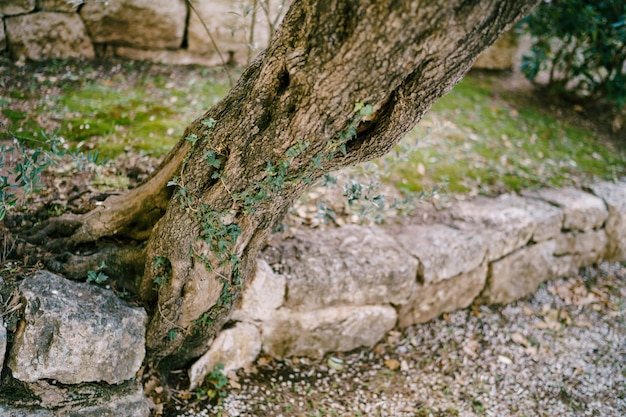 Le tronc de l'olivier pousse à partir de pierres dans l'oliveraie
