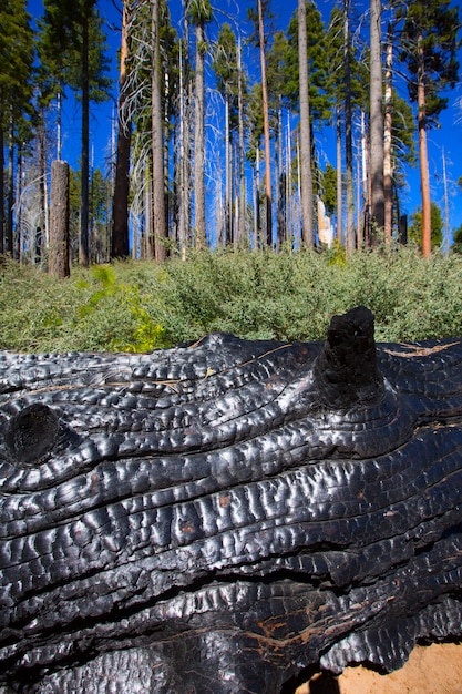 Photo tronc de séquoia calciné brûlé à yosemite