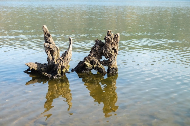 Tronc d'un vieil arbre flottant au bord d'un lac aux eaux calmes et reflet des montagnes