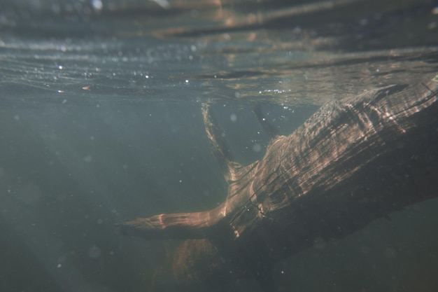 Le tronc d'un vieil arbre sous l'eau