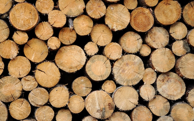troncos de madera apilados