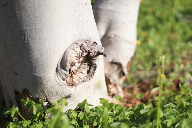 Troncs D'arbres En Bois Dans Une Belle Texture D'harmonie Photo gratuit