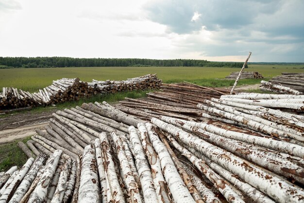 Troncs d'arbres coupés et empilés au premier plan, forêt verte.