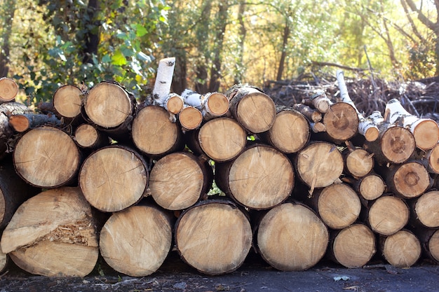 Troncs d'arbres coupés et empilés au premier plan