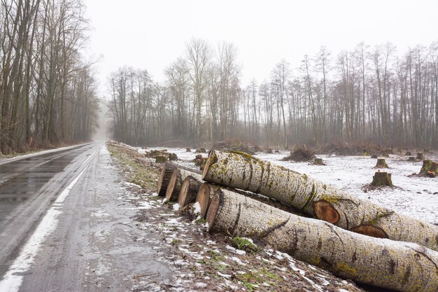 Des troncs d'arbres coupés près de la route en attente d'être transportés à l'usine de meubles