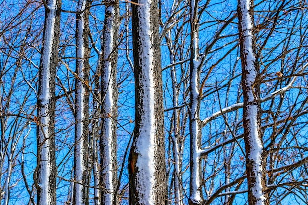 Troncs d'arbres couverts de neige sur fond de ciel bleu