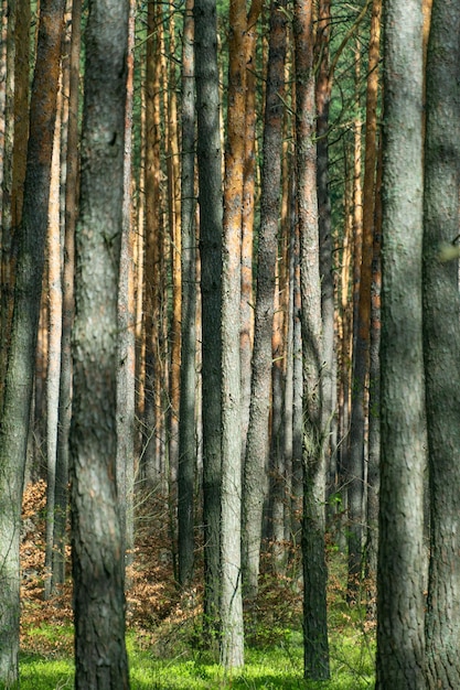 Photo des troncs d'arbres dans une forêt de pins