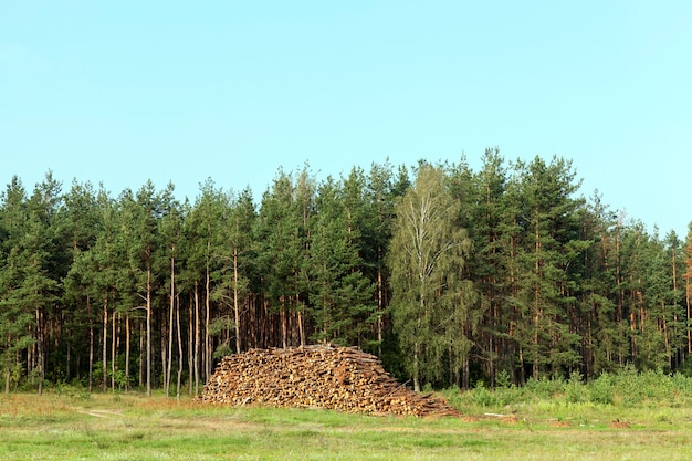 Troncs d'arbres empilés pendant la récolte. Photo pendant l'été, forêt et ciel bleu en arrière-plan