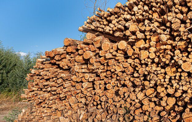 Les troncs d'arbres d'eucalyptus taillés et empilés dans un tas pour une utilisation dans l'industrie du bois